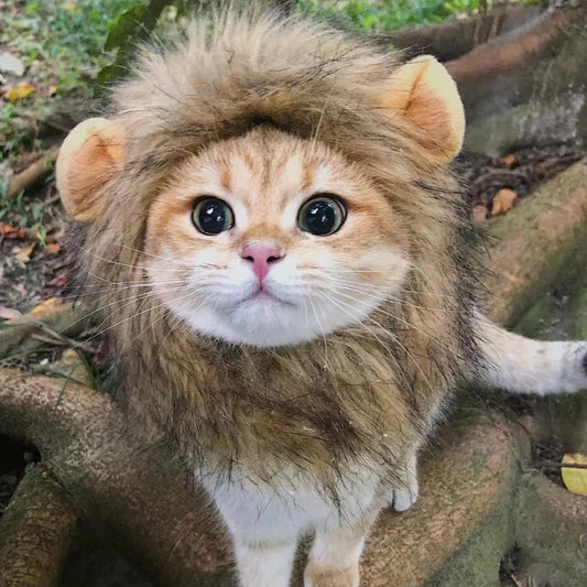 Cat hat